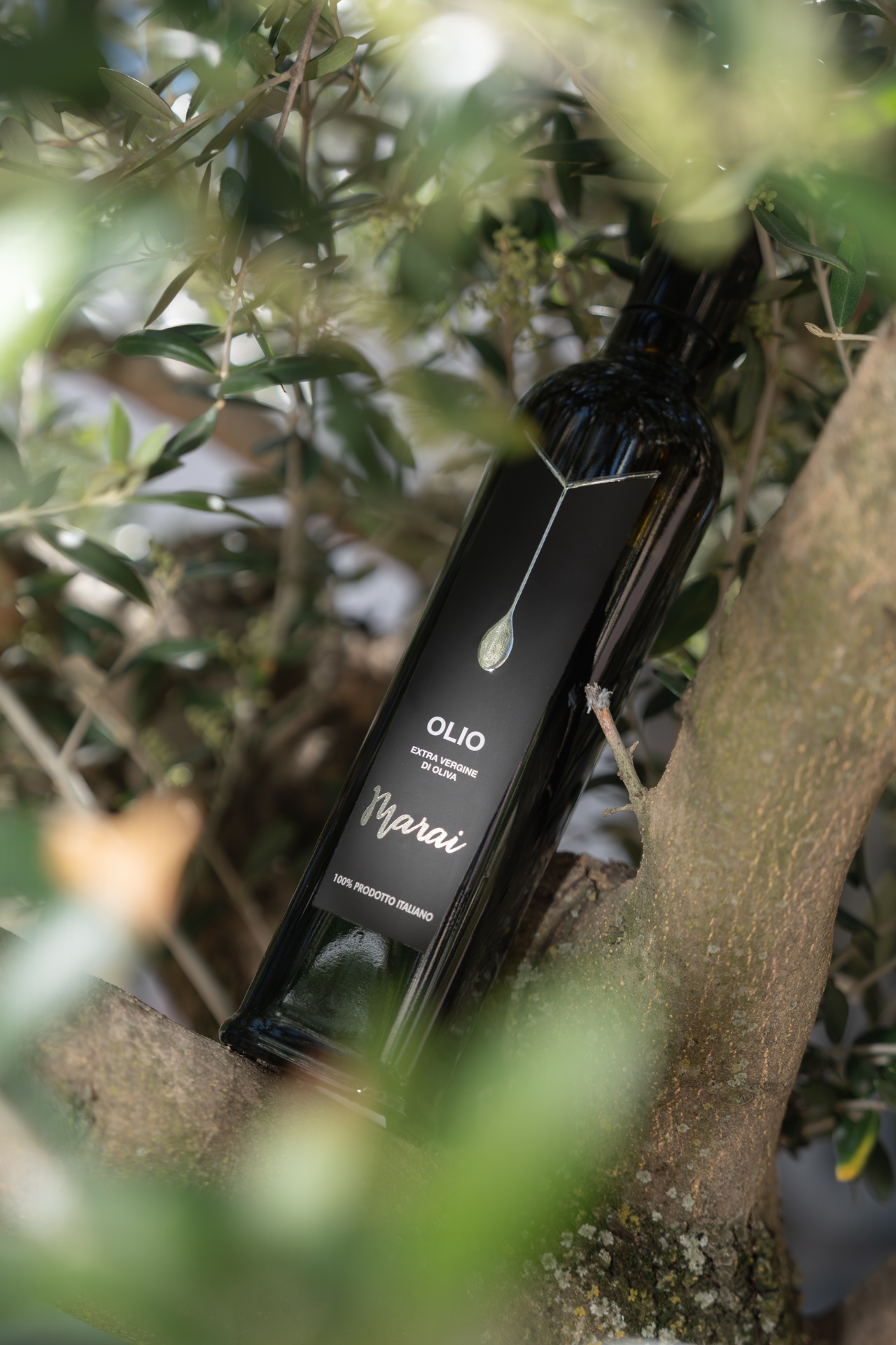 Bottiglia di Olio Marai tra rami d'olivo